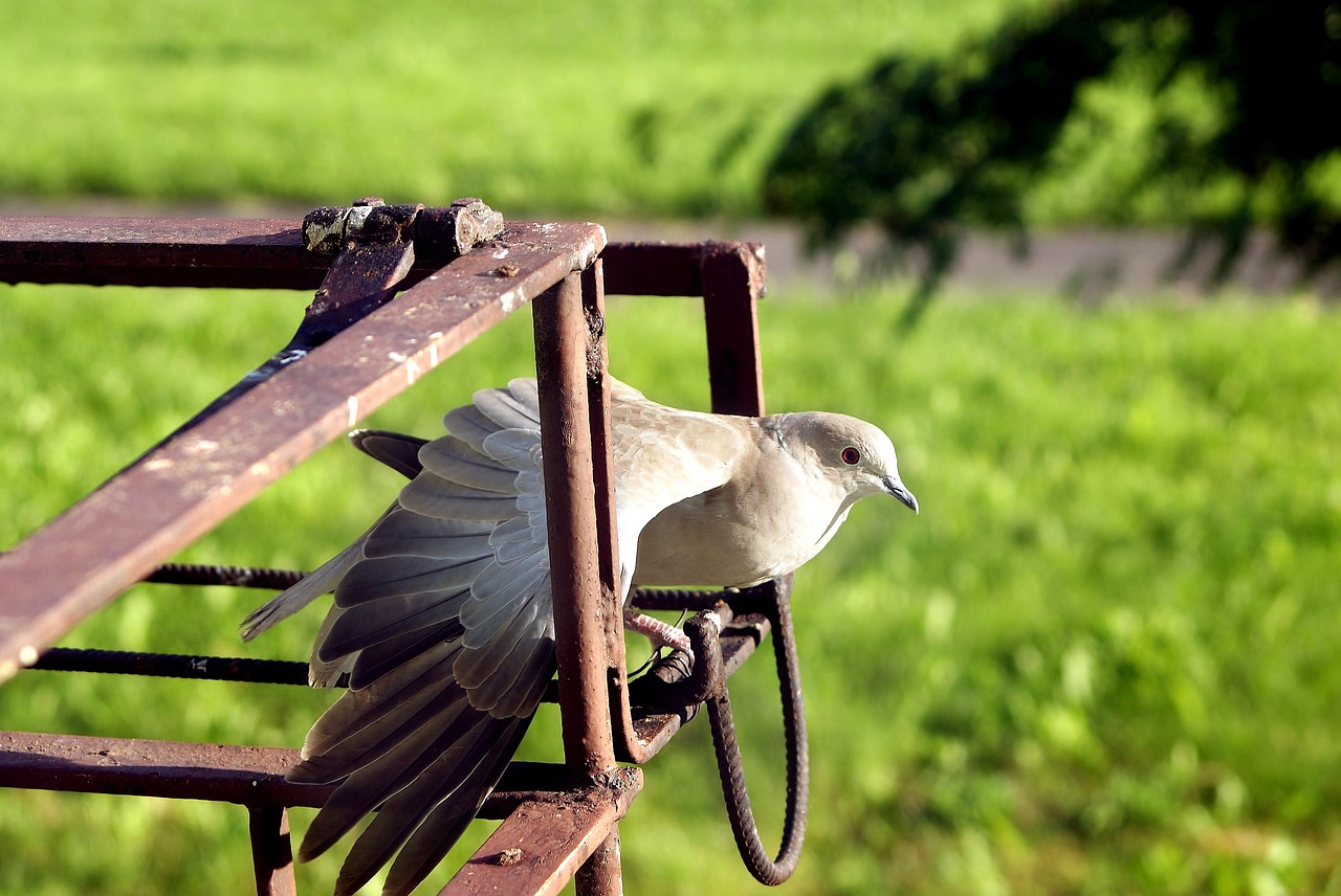 Jak odstraszyć gołębie Domowe sposoby na odstraszenie