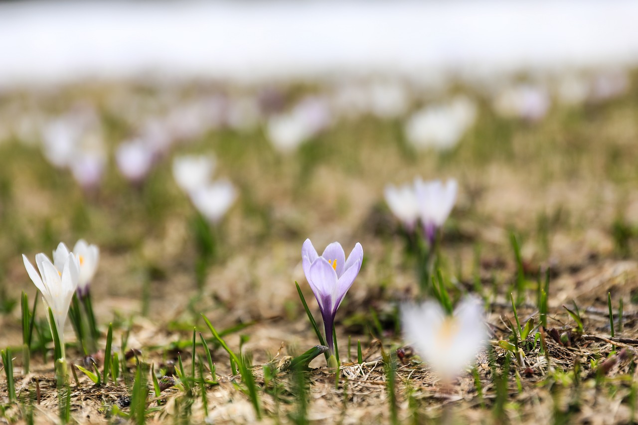 Kwiaty cebulowe - dlaczego warto je posadzić?