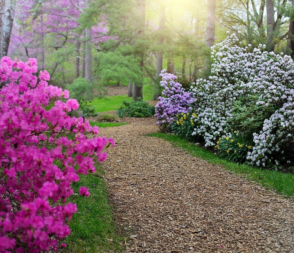 Krzewy kwitnące wiosną - zobacz, co warto mieć w ogrodzie