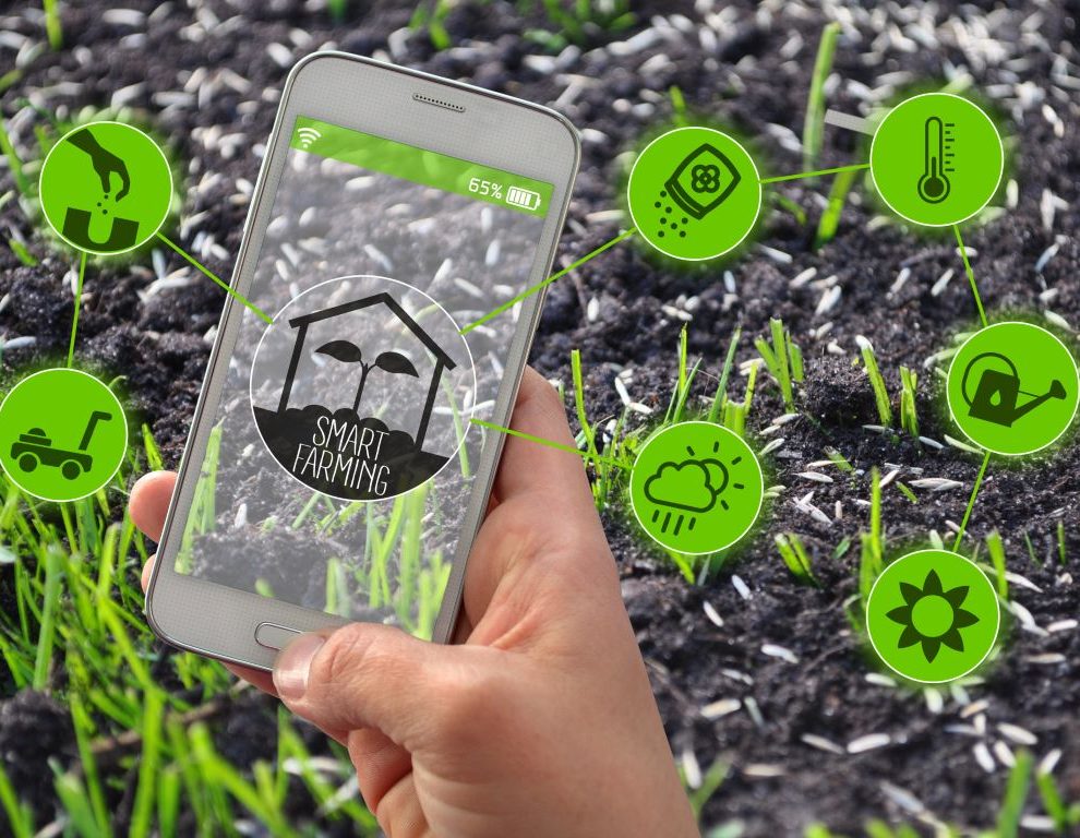 Jak zautomatyzować swój ogród – przewodnik dla oszczędnych właścicieli domów