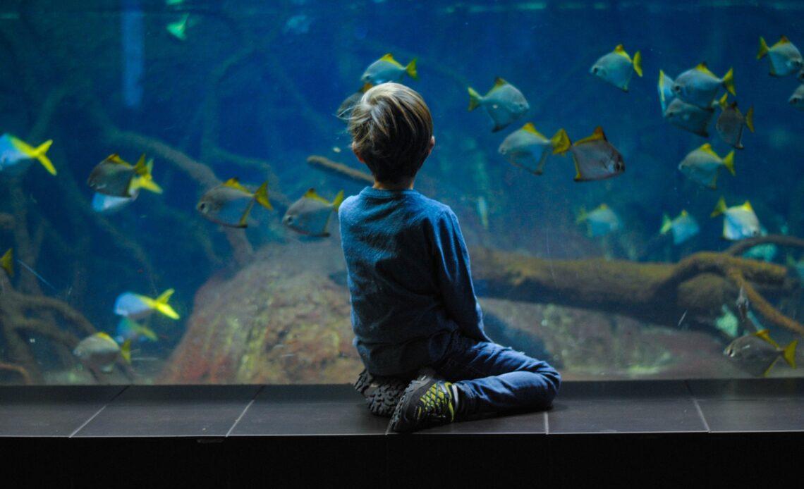 Akwarium – ciekawe hobby dla dziecka