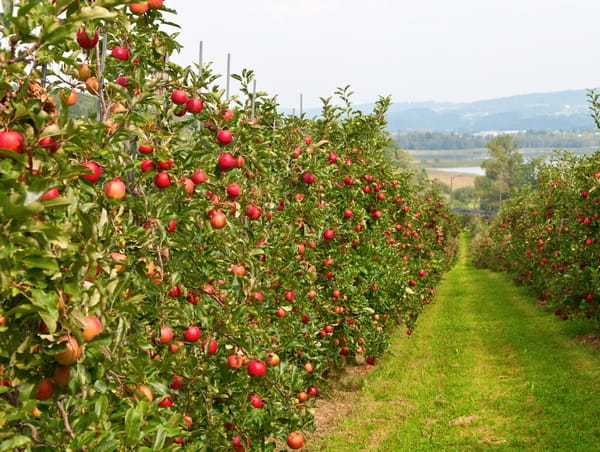 Drzewo jabłoni - obowiązkowe w każdym sadzie i ogrodzie
