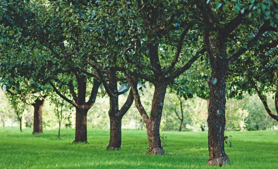 Stare odmiany drzew owocowych